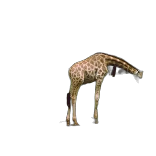 animal, creature, furniture, robot transparent PNG cut-out
