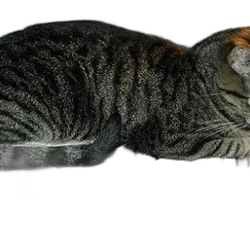 animal, staff, creature, jewelry transparent PNG cut-out