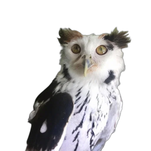 animal, staff, creature, face transparent PNG cut-out