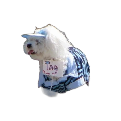 jacket, hat, animal, creature transparent PNG cut-out