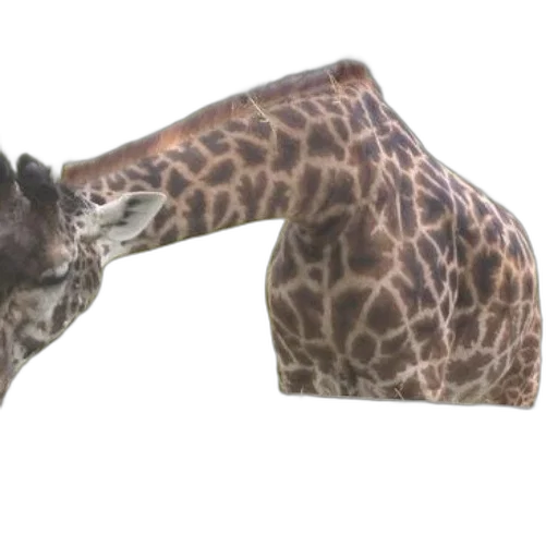 animal, shoes, weapon, creature transparent PNG cut-out