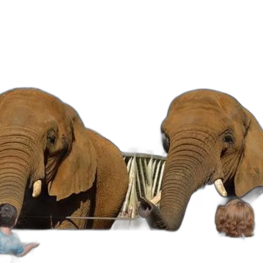 animal, shoes, two, elephants transparent PNG cut-out