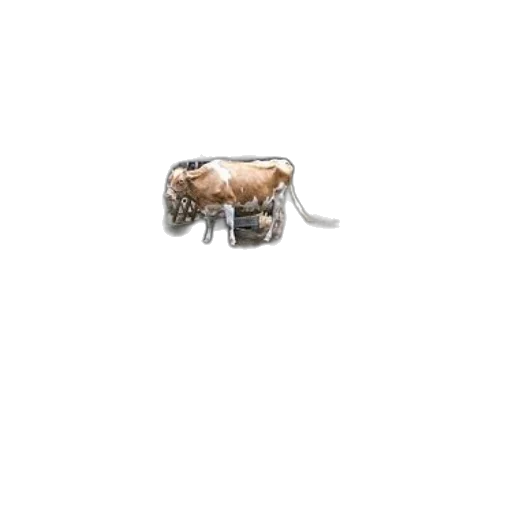 animal, creature, jewelry, furniture transparent PNG cut-out