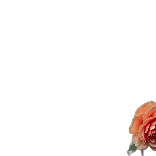 flower, crown, face, jewelry transparent PNG cut-out