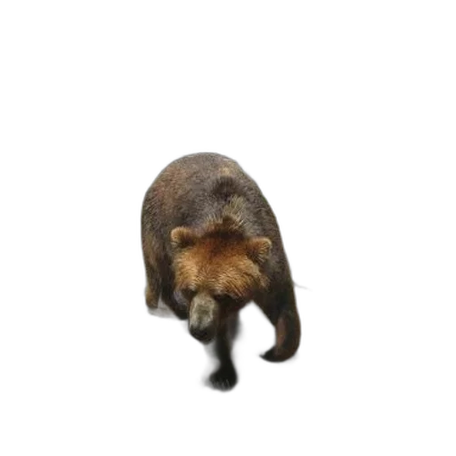 animal, creature, hat, staff transparent PNG cut-out