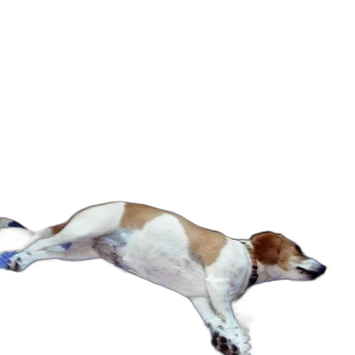 animal, creature, staff, photorealistic transparent PNG cut-out