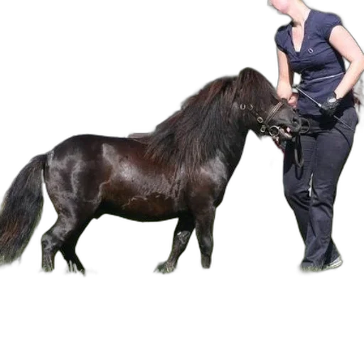 animal, staff, hair, creature transparent PNG cut-out