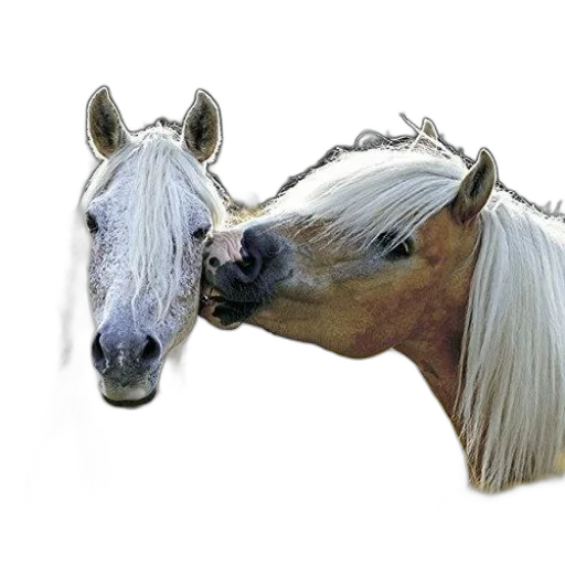 animal, crown, hair, jewelry transparent PNG cut-out