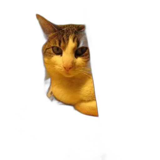 animal, staff, face, creature transparent PNG cut-out