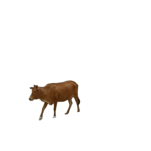 animal, creature, food, furniture transparent PNG cut-out