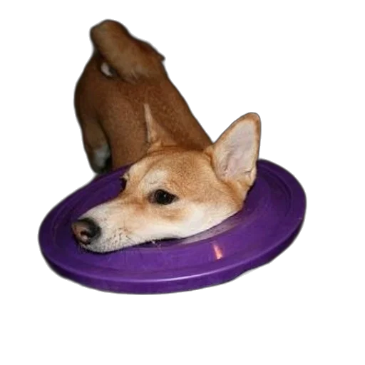 hat, shoes, animal, food transparent PNG cut-out