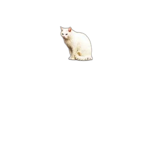 animal, creature, food, hat transparent PNG cut-out