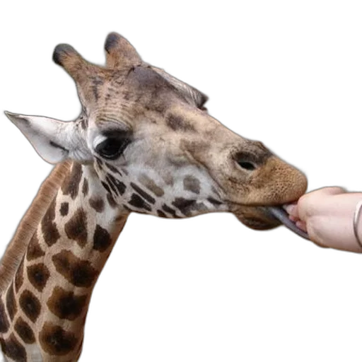 animal, creature, staff, jewelry transparent PNG cut-out