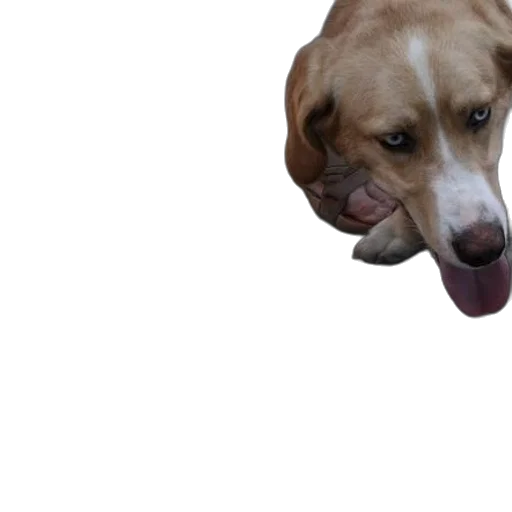 animal, face, creature, hat transparent PNG cut-out
