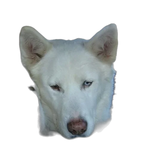animal, face, creature, staff transparent PNG cut-out