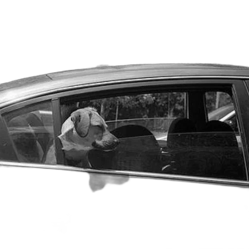 car, staff, animal, face transparent PNG cut-out