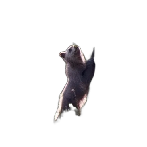 animal, creature, hair, staff transparent PNG cut-out