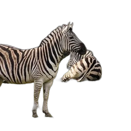 animal, creature, furniture, shoes transparent PNG cut-out