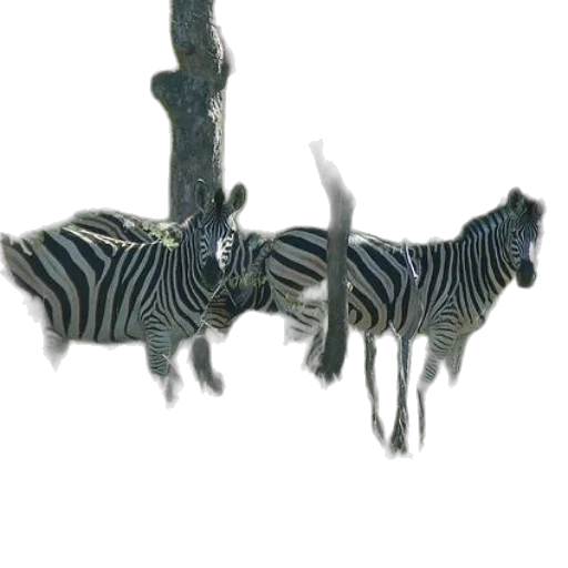 jewelry, animal, crown, staff transparent PNG cut-out