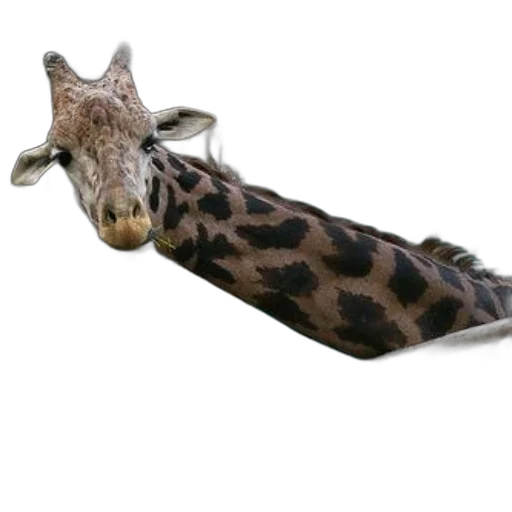 animal, shoes, creature, weapon transparent PNG cut-out