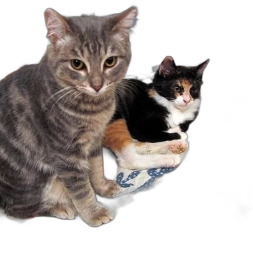 animal, photorealistic, 3d render, two transparent PNG cut-out