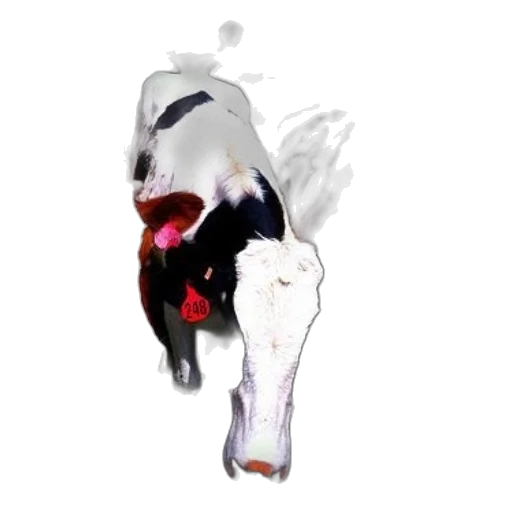animal, creature, dragon, mask transparent PNG cut-out