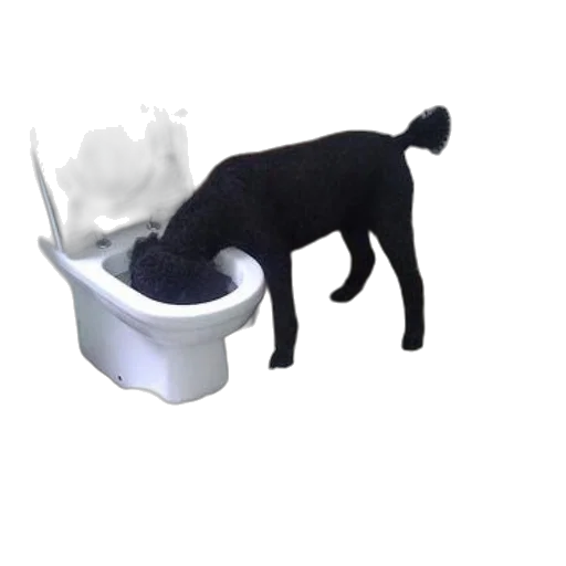 animal, creature, staff, food transparent PNG cut-out