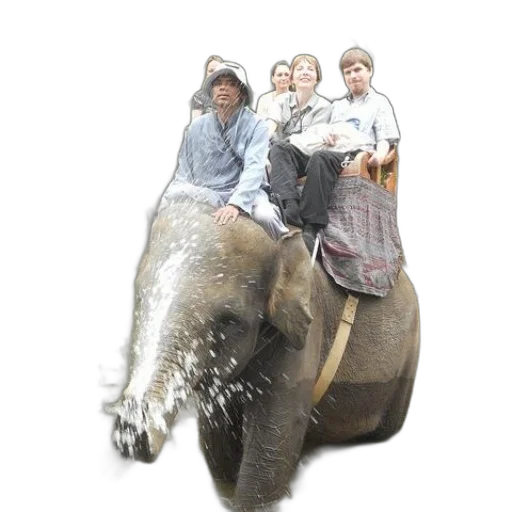 animal, hat, staff, weapon transparent PNG cut-out