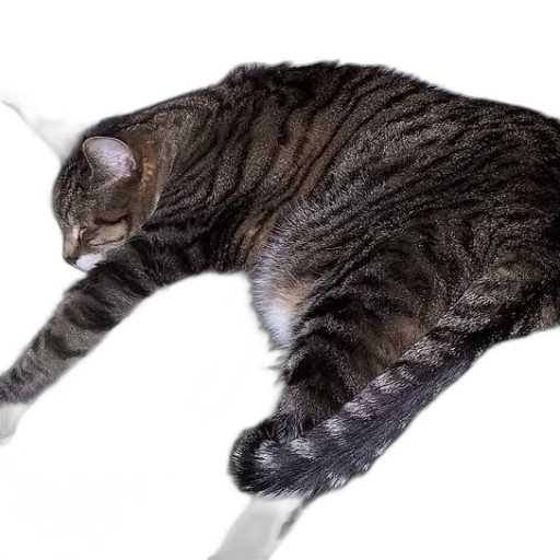 animal, staff, creature, weapon transparent PNG cut-out