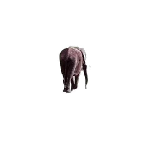 animal, creature, furniture, hat transparent PNG cut-out