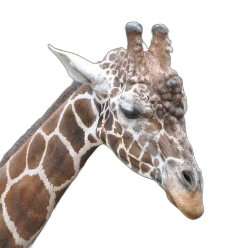 animal, creature, staff, face transparent PNG cut-out