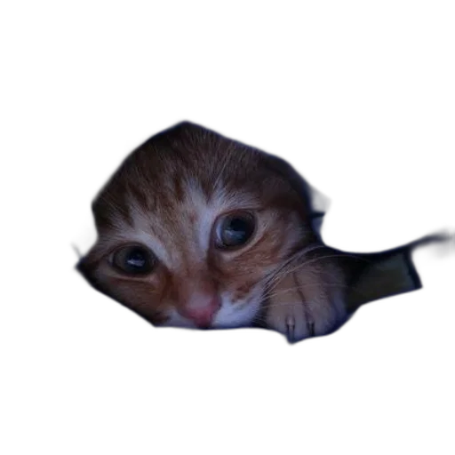 animal, creature, hat, face transparent PNG cut-out