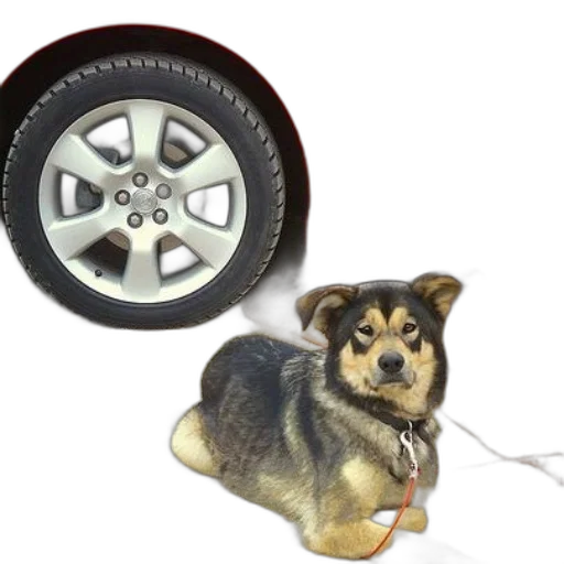 car, animal, dog, sits transparent PNG cut-out