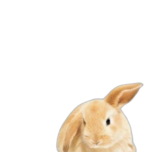 animal, hat, creature, food transparent PNG cut-out