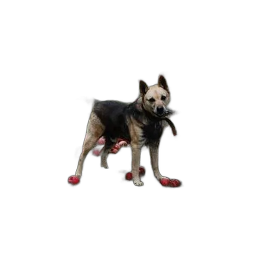 animal, staff, shoes, creature transparent PNG cut-out