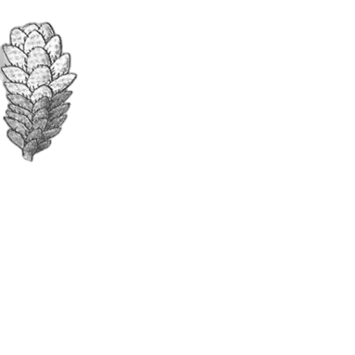 crown, jewelry, flower, hair transparent PNG cut-out