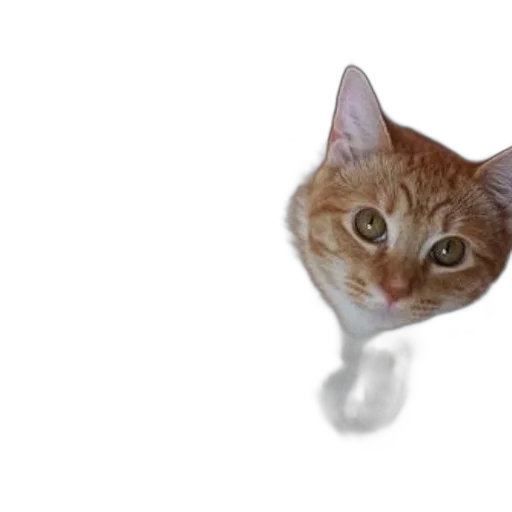 animal, creature, face, staff transparent PNG cut-out