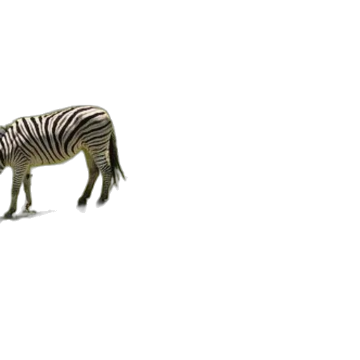 animal, creature, dragon, hair transparent PNG cut-out
