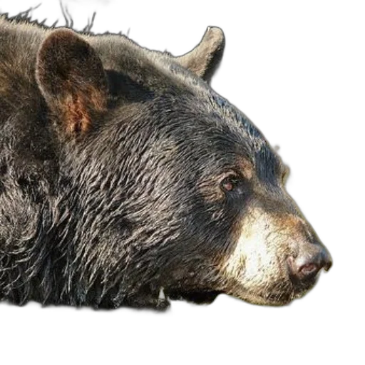 animal, creature, face, weapon transparent PNG cut-out