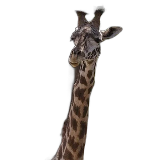 animal, creature, staff, face transparent PNG cut-out