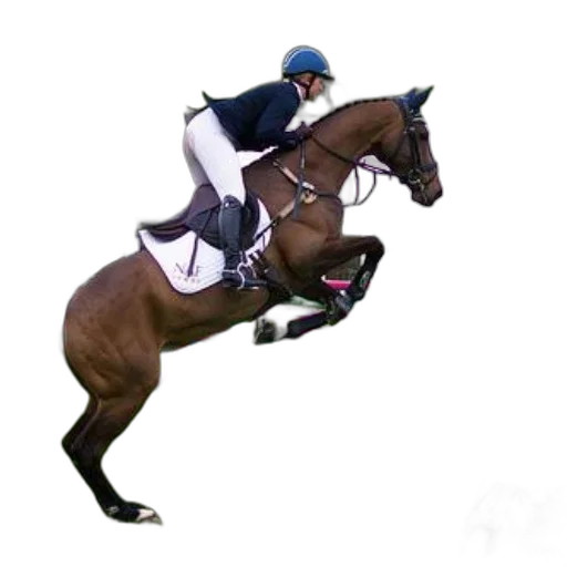 animal, staff, photorealistic, rider transparent PNG cut-out