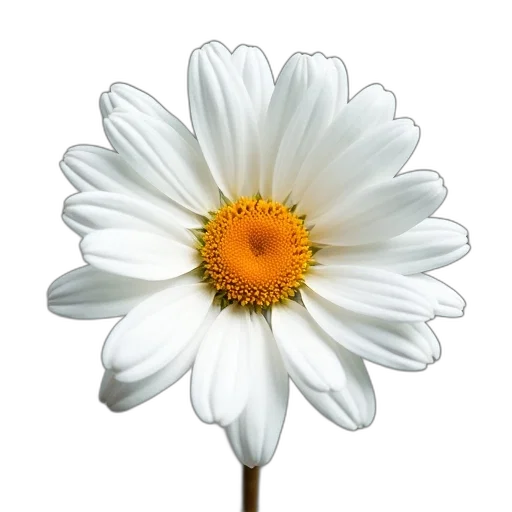 flower, crown, weapon, jewelry transparent PNG cut-out