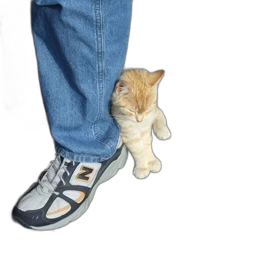 shoes, animal, jacket, creature transparent PNG cut-out