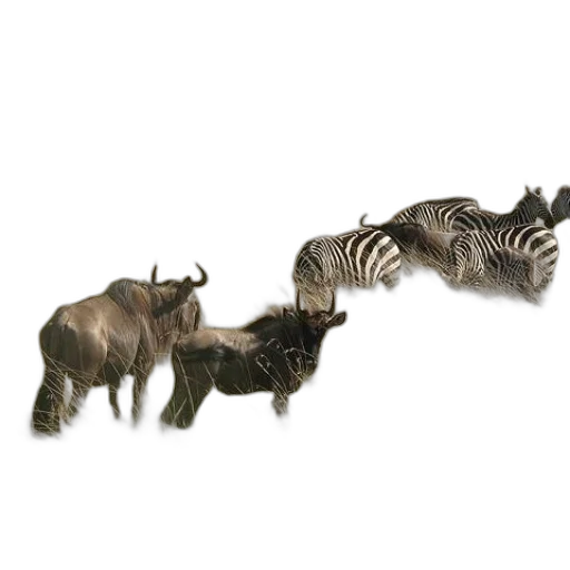 animal, jewelry, weapon, creature transparent PNG cut-out