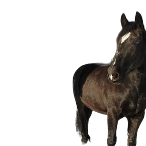 animal, creature, photorealistic, 3d render transparent PNG cut-out