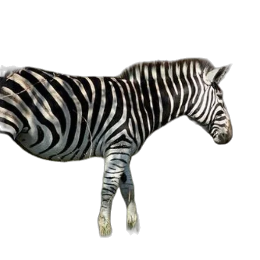 animal, creature, staff, jewelry transparent PNG cut-out