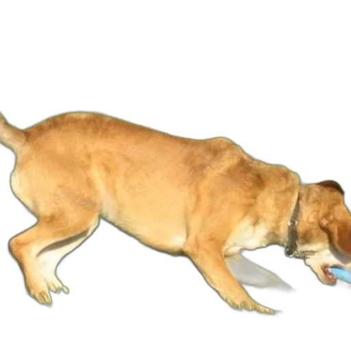 animal, creature, staff, food transparent PNG cut-out