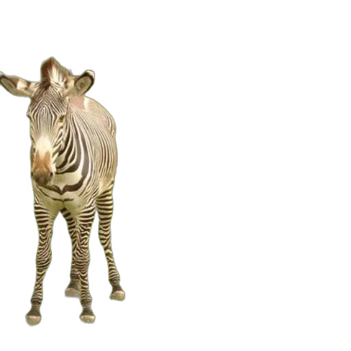 animal, creature, furniture, mask transparent PNG cut-out