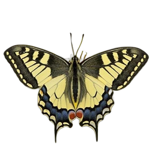 animal, jewelry, creature, staff transparent PNG cut-out