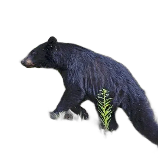 animal, creature, staff, weapon transparent PNG cut-out